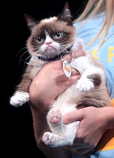 Grumpy Cat