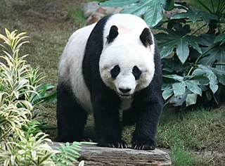 Panda Bear