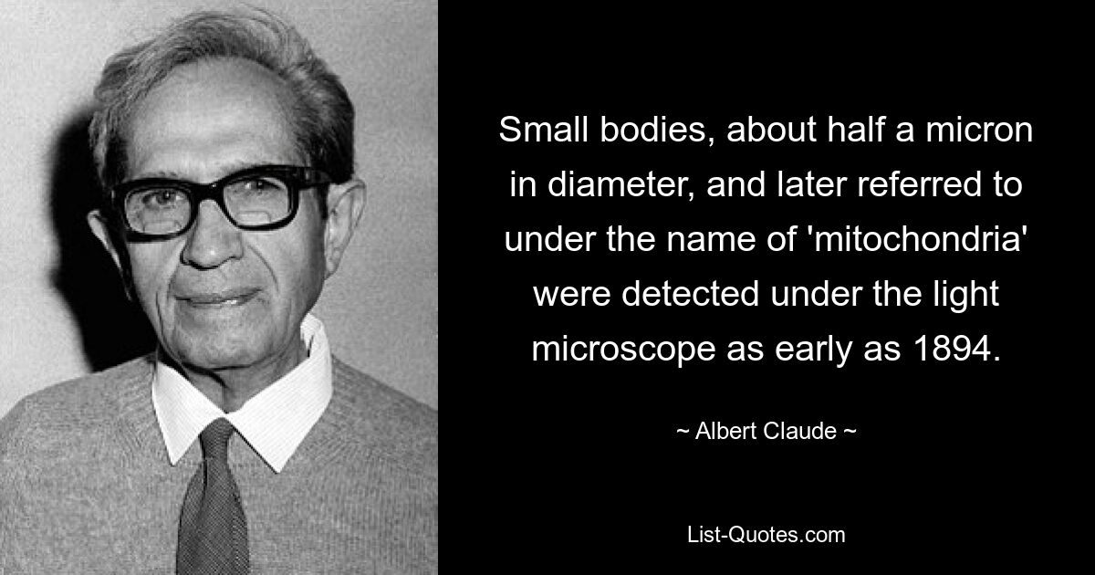 Small bodies, about half a micron in diameter, and later referred to under the name of 'mitochondria' were detected under the light microscope as early as 1894. — © Albert Claude