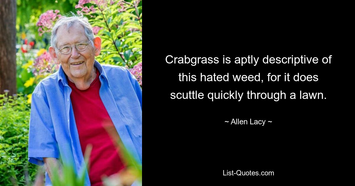 Crabgrass is aptly descriptive of this hated weed, for it does scuttle quickly through a lawn. — © Allen Lacy