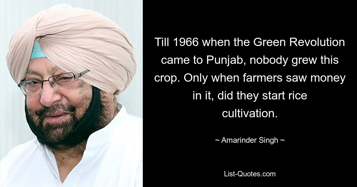 Till 1966 when the Green Revolution came to Punjab, nobody grew this crop. Only when farmers saw money in it, did they start rice cultivation. — © Amarinder Singh