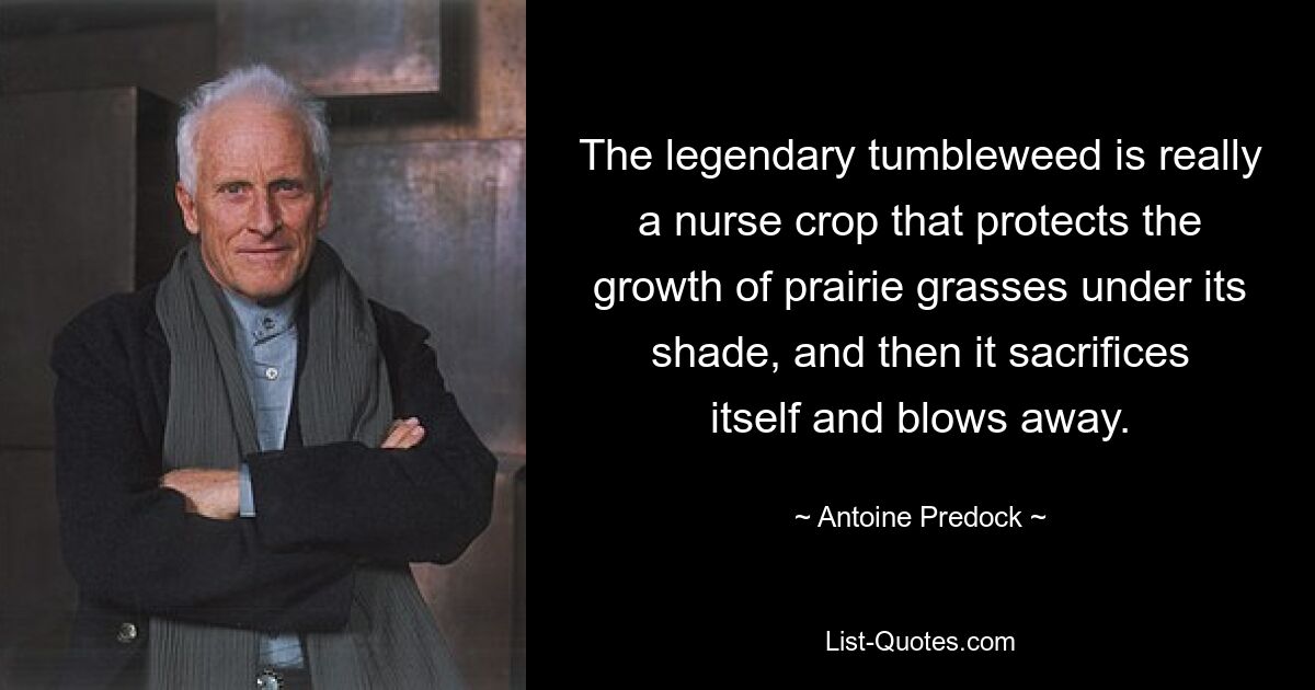 The legendary tumbleweed is really a nurse crop that protects the growth of prairie grasses under its shade, and then it sacrifices itself and blows away. — © Antoine Predock