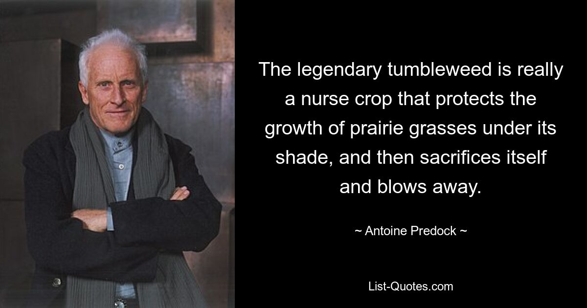 The legendary tumbleweed is really a nurse crop that protects the growth of prairie grasses under its shade, and then sacrifices itself and blows away. — © Antoine Predock