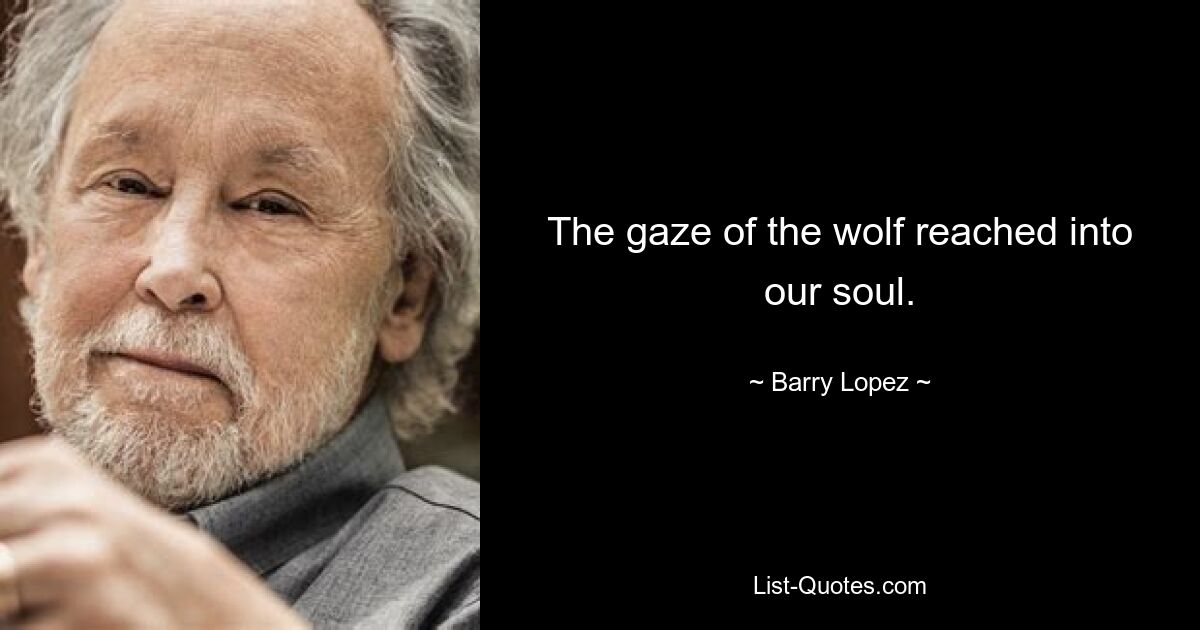 The gaze of the wolf reached into our soul. — © Barry Lopez