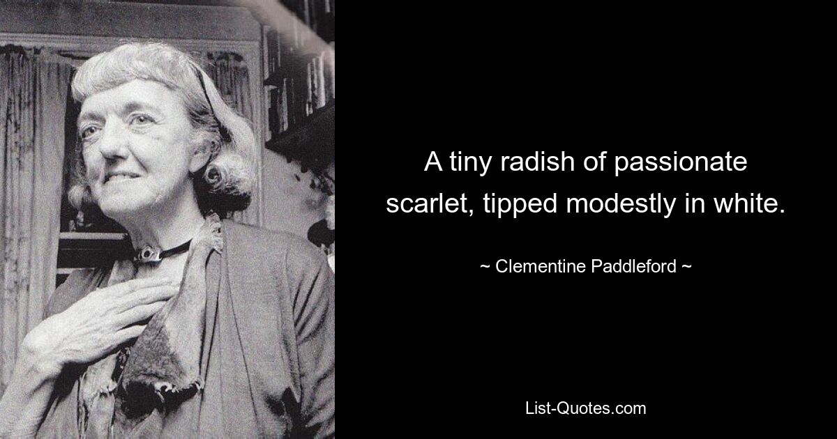 A tiny radish of passionate scarlet, tipped modestly in white. — © Clementine Paddleford