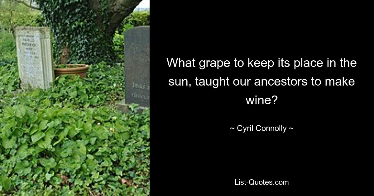 What grape to keep its place in the sun, taught our ancestors to make wine? — © Cyril Connolly