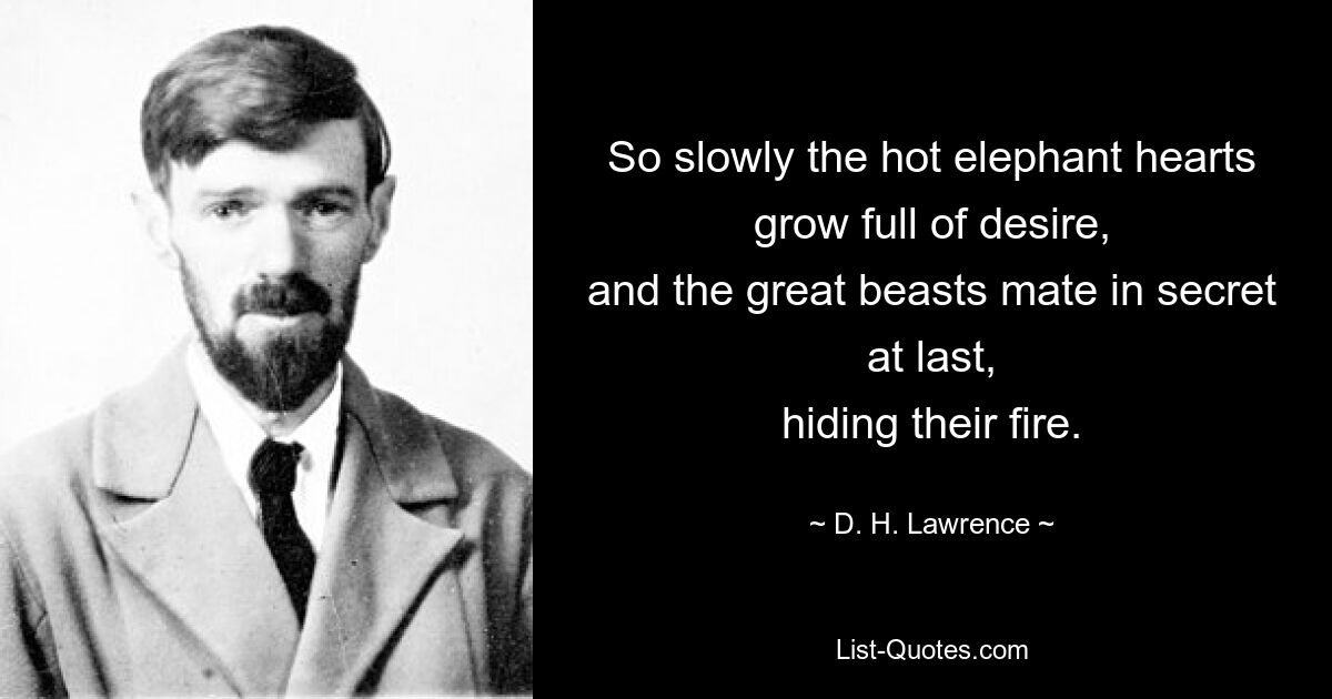 So slowly the hot elephant hearts
grow full of desire,
and the great beasts mate in secret at last,
hiding their fire. — © D. H. Lawrence