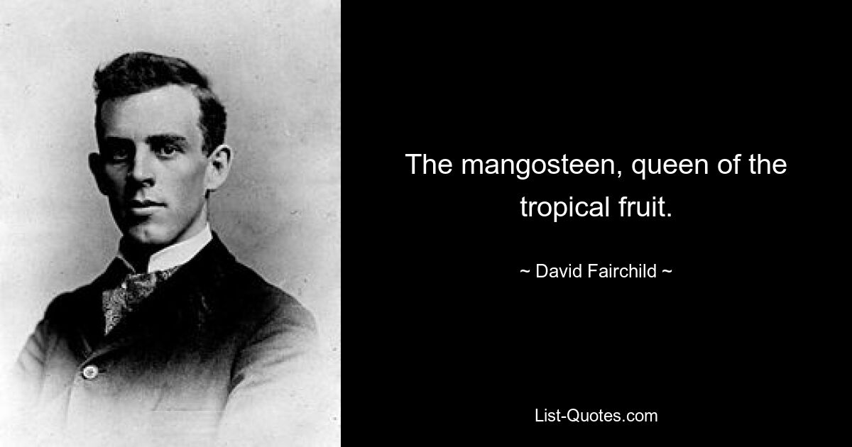 The mangosteen, queen of the tropical fruit. — © David Fairchild