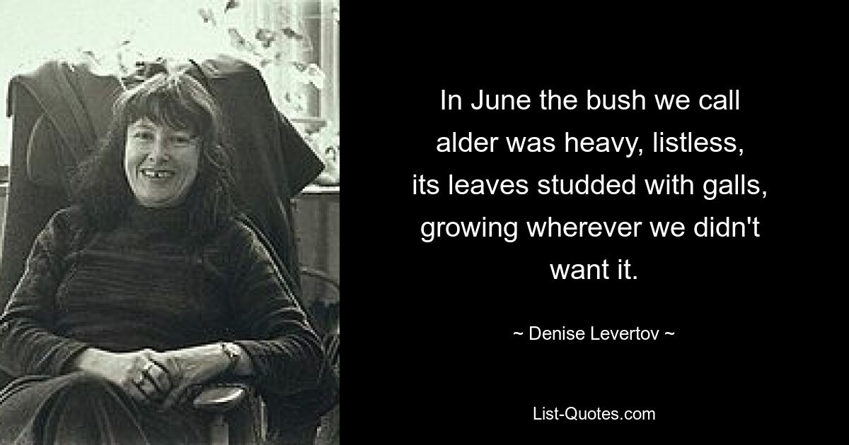 In June the bush we call 
alder was heavy, listless, 
its leaves studded with galls, 
growing wherever we didn't 
want it. — © Denise Levertov