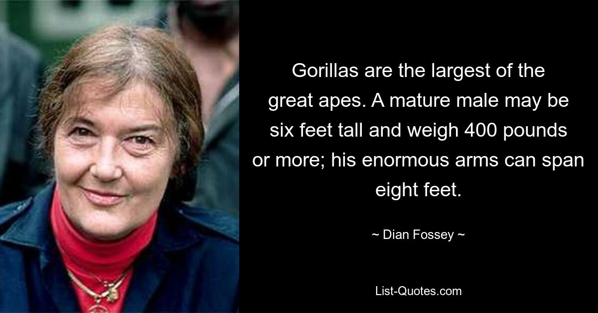 Gorillas are the largest of the great apes. A mature male may be six feet tall and weigh 400 pounds or more; his enormous arms can span eight feet. — © Dian Fossey