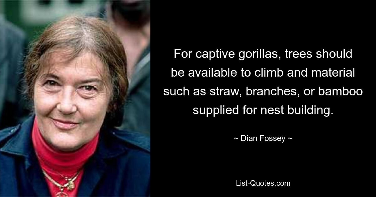 For captive gorillas, trees should be available to climb and material such as straw, branches, or bamboo supplied for nest building. — © Dian Fossey