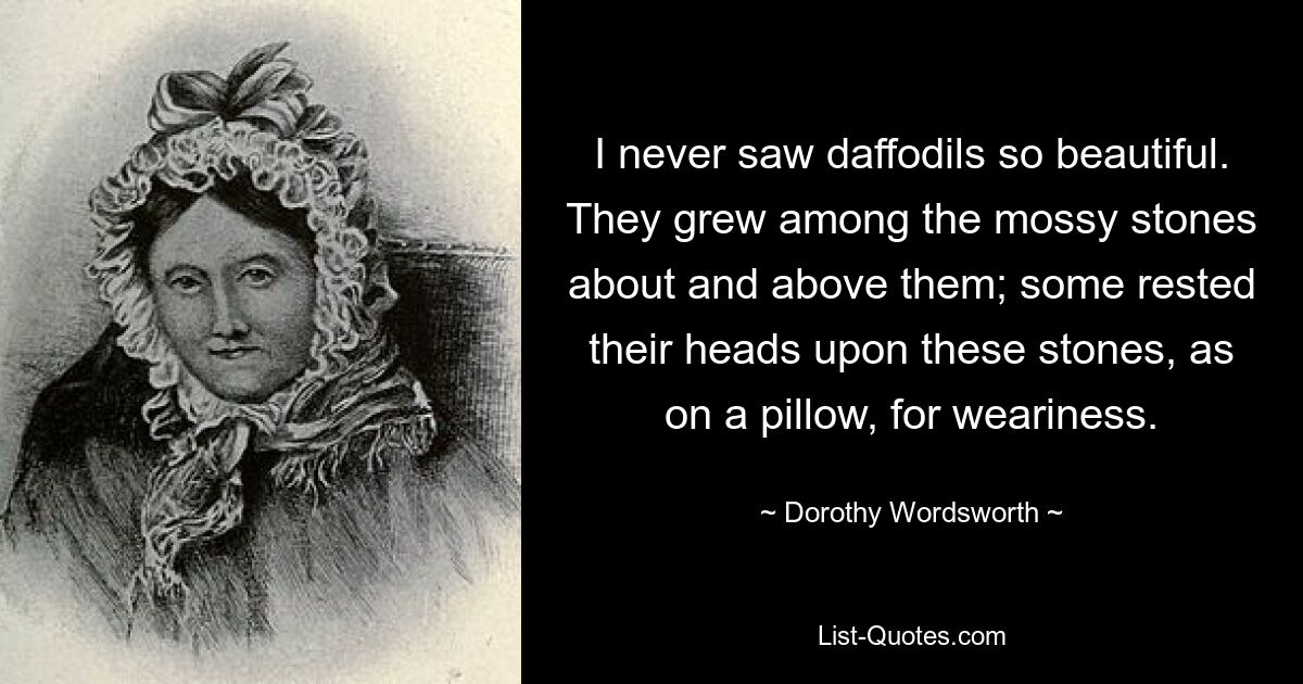 I never saw daffodils so beautiful. They grew among the mossy stones about and above them; some rested their heads upon these stones, as on a pillow, for weariness. — © Dorothy Wordsworth