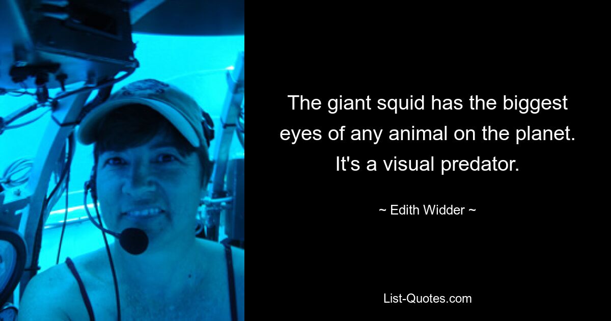 The giant squid has the biggest eyes of any animal on the planet. It's a visual predator. — © Edith Widder