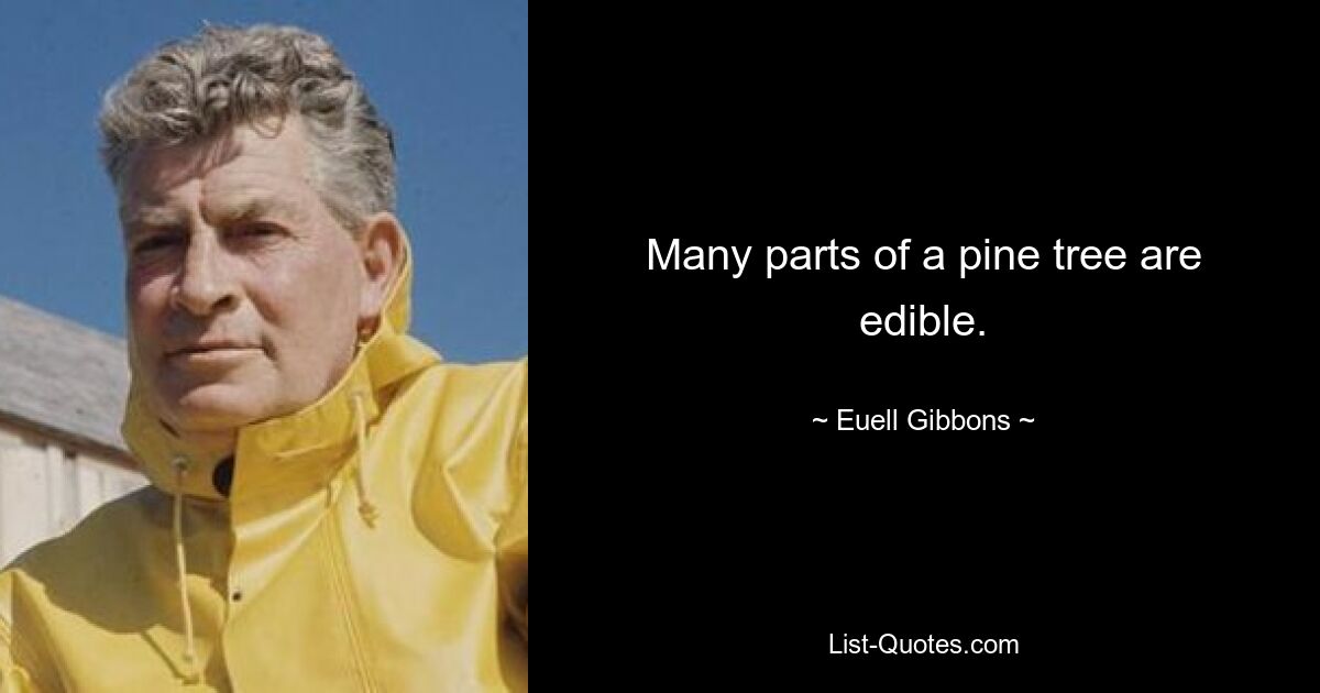 Many parts of a pine tree are edible. — © Euell Gibbons