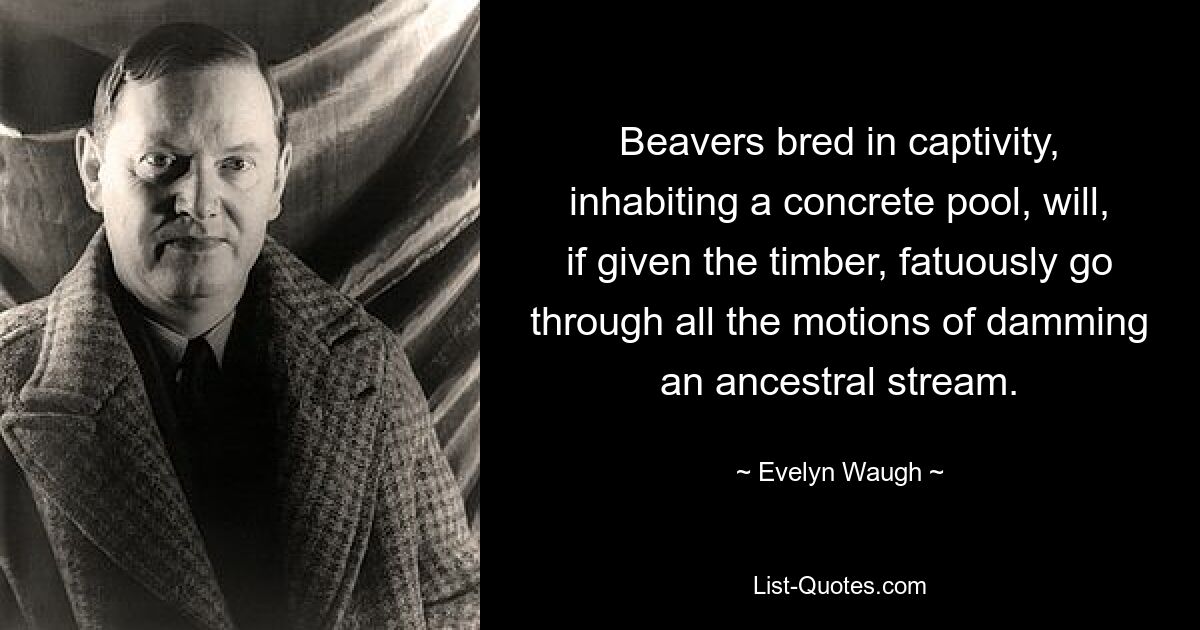 Beavers bred in captivity, inhabiting a concrete pool, will, if given the timber, fatuously go through all the motions of damming an ancestral stream. — © Evelyn Waugh