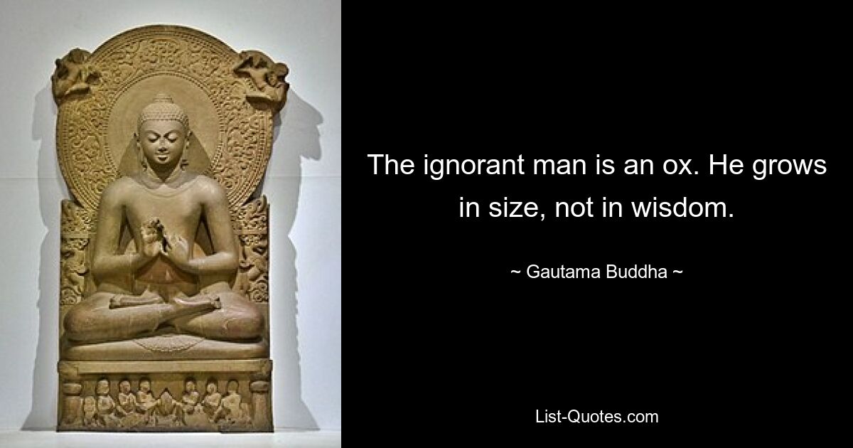 The ignorant man is an ox. He grows in size, not in wisdom. — © Gautama Buddha