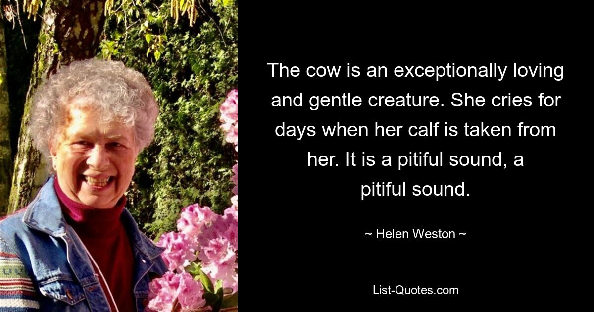 The cow is an exceptionally loving and gentle creature. She cries for days when her calf is taken from her. It is a pitiful sound, a pitiful sound. — © Helen Weston