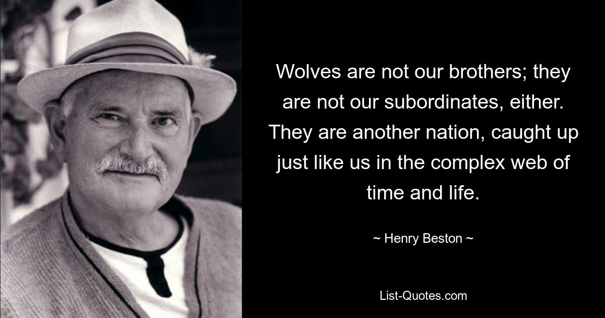 Wolves are not our brothers; they are not our subordinates, either. They are another nation, caught up just like us in the complex web of time and life. — © Henry Beston