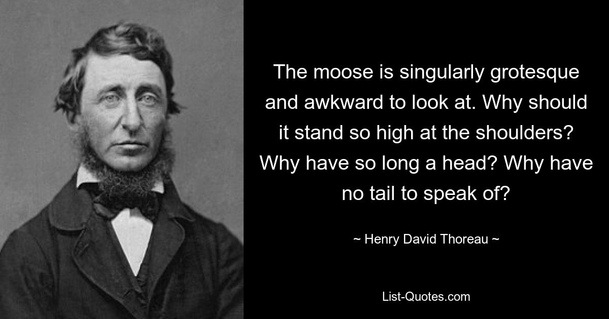 The moose is singularly grotesque and awkward to look at. Why should it stand so high at the shoulders? Why have so long a head? Why have no tail to speak of? — © Henry David Thoreau