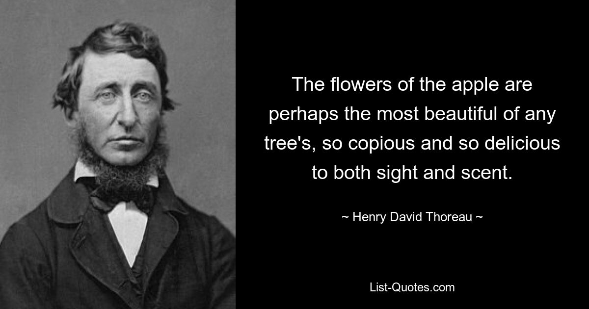 The flowers of the apple are perhaps the most beautiful of any tree's, so copious and so delicious to both sight and scent. — © Henry David Thoreau