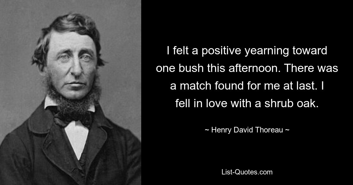 I felt a positive yearning toward one bush this afternoon. There was a match found for me at last. I fell in love with a shrub oak. — © Henry David Thoreau