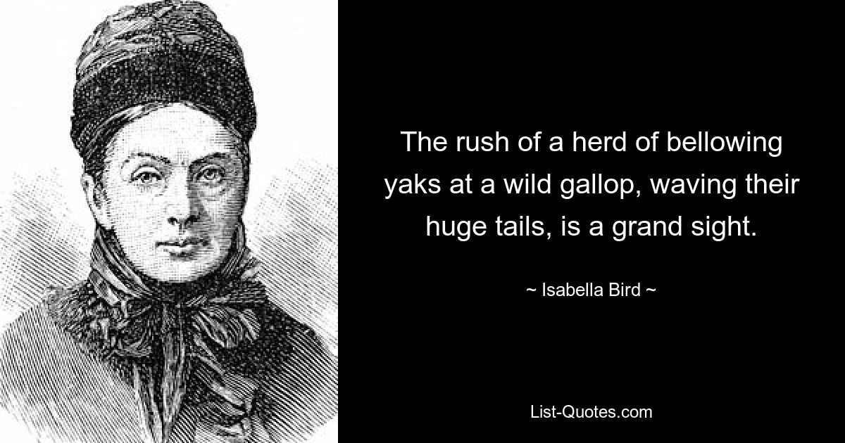 The rush of a herd of bellowing yaks at a wild gallop, waving their huge tails, is a grand sight. — © Isabella Bird