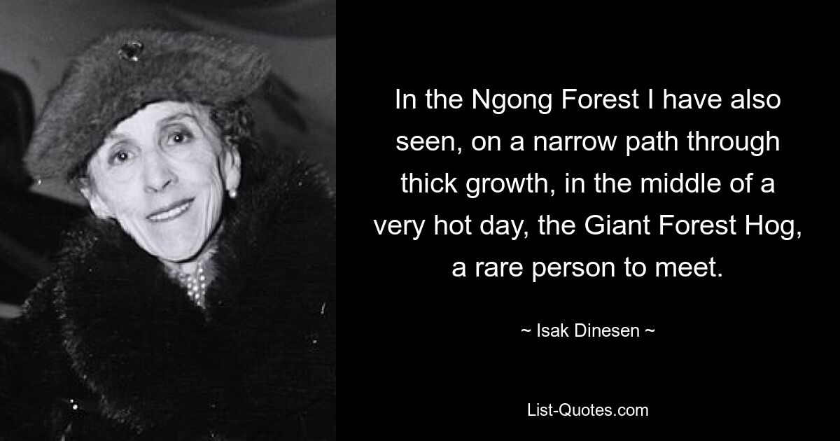 In the Ngong Forest I have also seen, on a narrow path through thick growth, in the middle of a very hot day, the Giant Forest Hog, a rare person to meet. — © Isak Dinesen