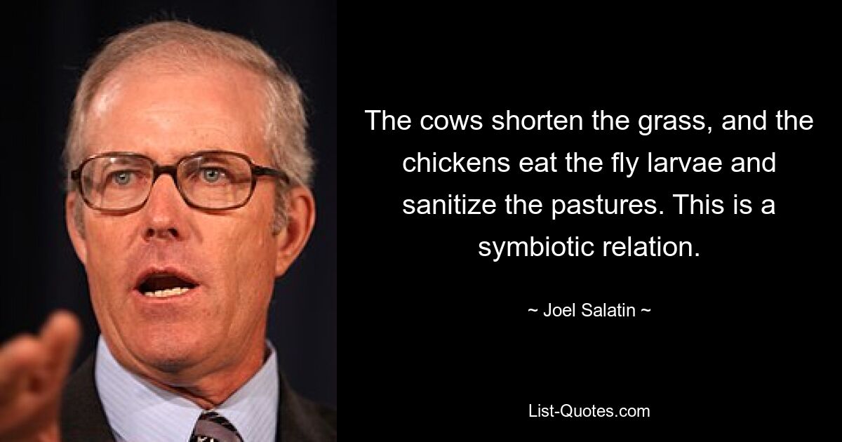 The cows shorten the grass, and the chickens eat the fly larvae and sanitize the pastures. This is a symbiotic relation. — © Joel Salatin