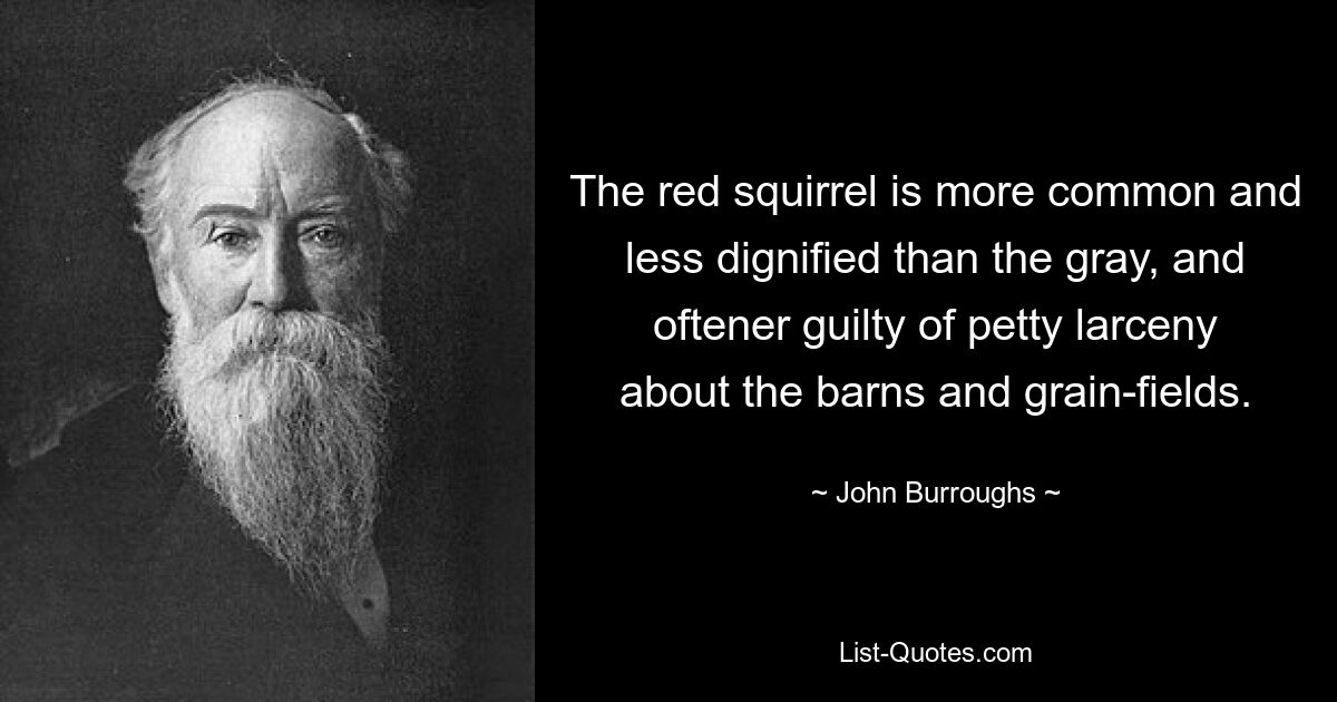 The red squirrel is more common and less dignified than the gray, and oftener guilty of petty larceny about the barns and grain-fields. — © John Burroughs