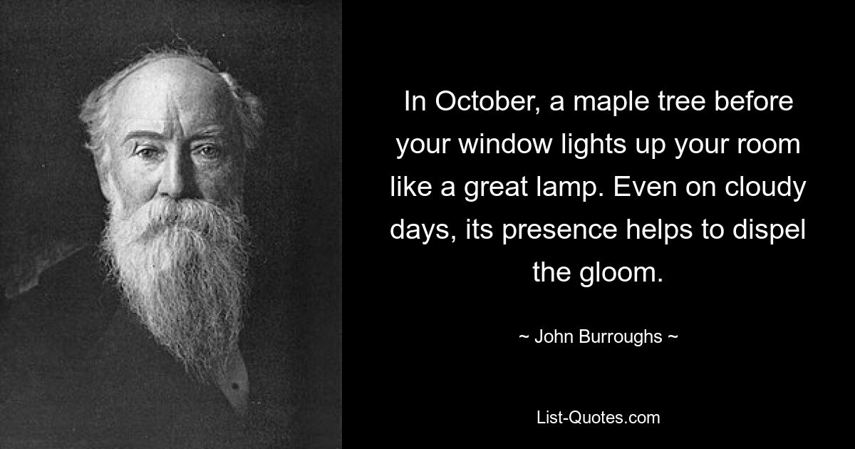 In October, a maple tree before your window lights up your room like a great lamp. Even on cloudy days, its presence helps to dispel the gloom. — © John Burroughs