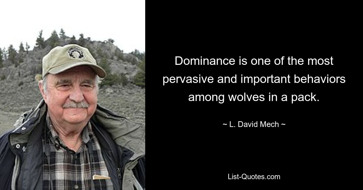 Dominance is one of the most pervasive and important behaviors among wolves in a pack. — © L. David Mech