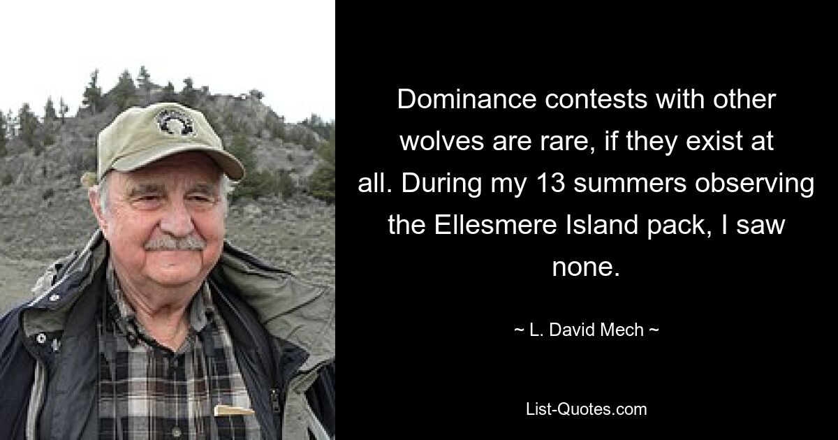 Dominance contests with other wolves are rare, if they exist at all. During my 13 summers observing the Ellesmere Island pack, I saw none. — © L. David Mech