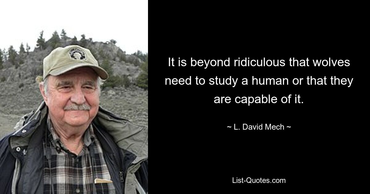 It is beyond ridiculous that wolves need to study a human or that they are capable of it. — © L. David Mech