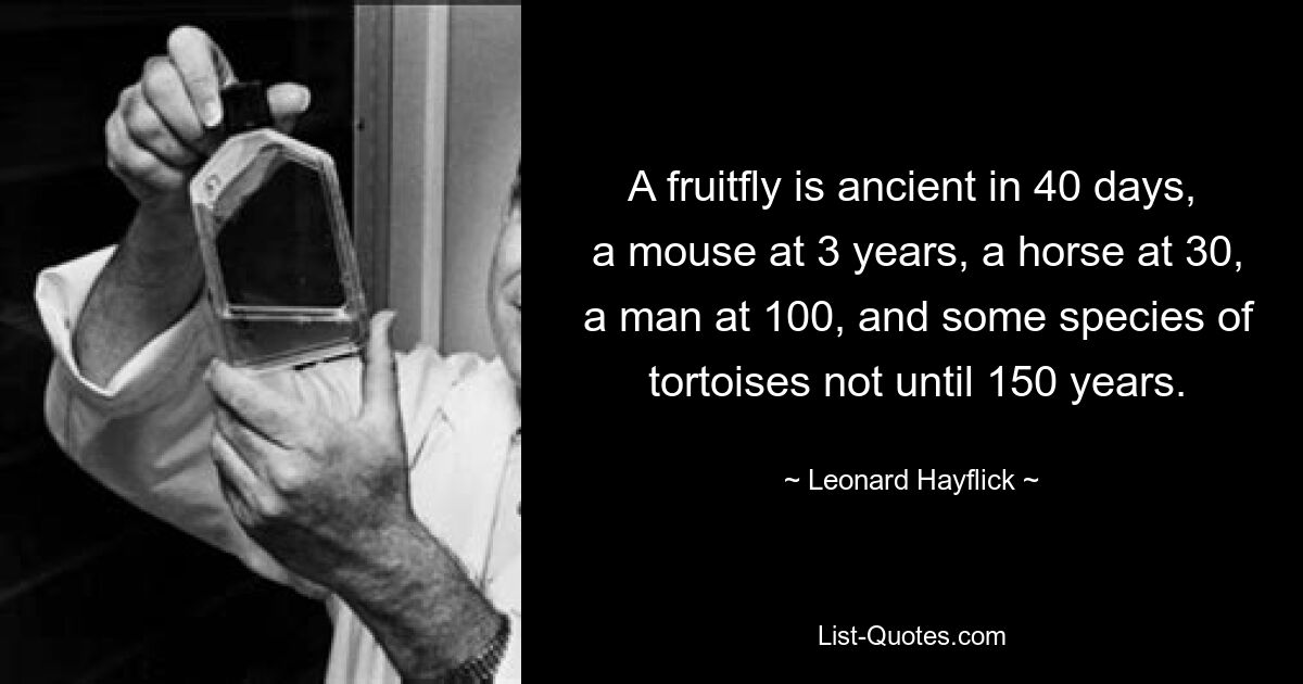 A fruitfly is ancient in 40 days,
 a mouse at 3 years, a horse at 30,
 a man at 100, and some species of
 tortoises not until 150 years. — © Leonard Hayflick