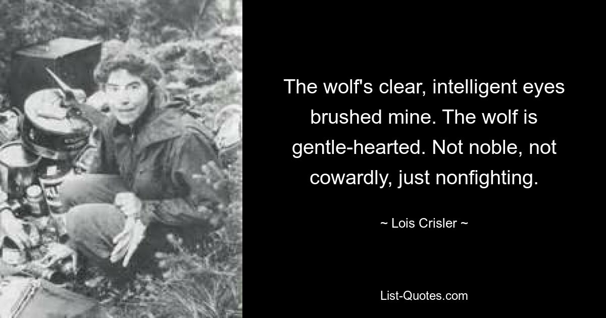 The wolf's clear, intelligent eyes brushed mine. The wolf is gentle-hearted. Not noble, not cowardly, just nonfighting. — © Lois Crisler