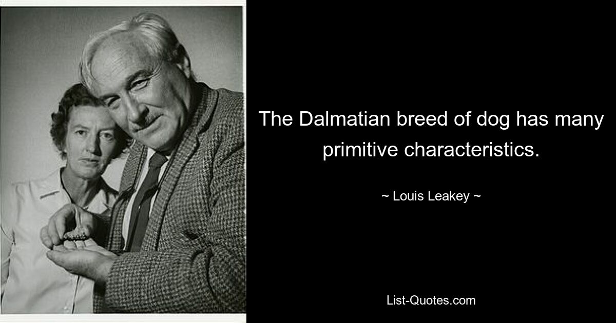 The Dalmatian breed of dog has many primitive characteristics. — © Louis Leakey