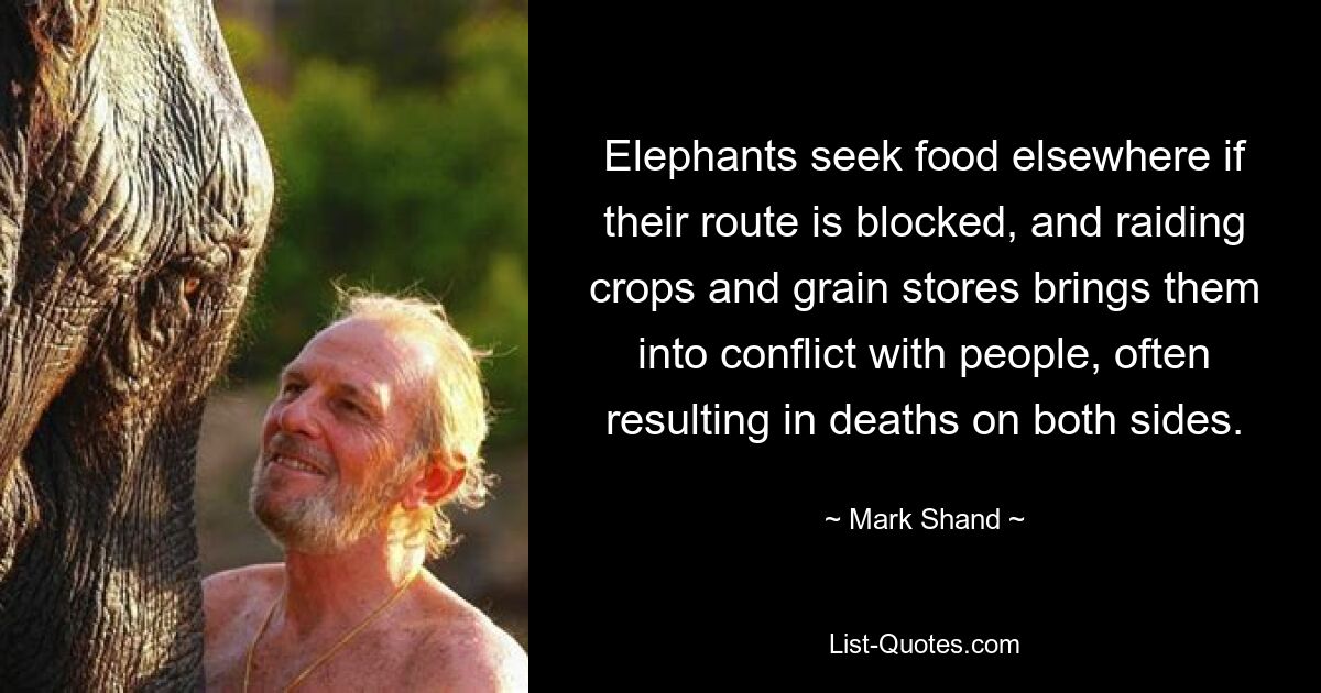 Elephants seek food elsewhere if their route is blocked, and raiding crops and grain stores brings them into conflict with people, often resulting in deaths on both sides. — © Mark Shand