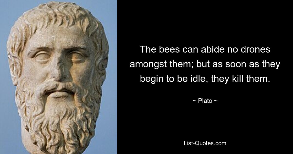 The bees can abide no drones amongst them; but as soon as they begin to be idle, they kill them. — © Plato