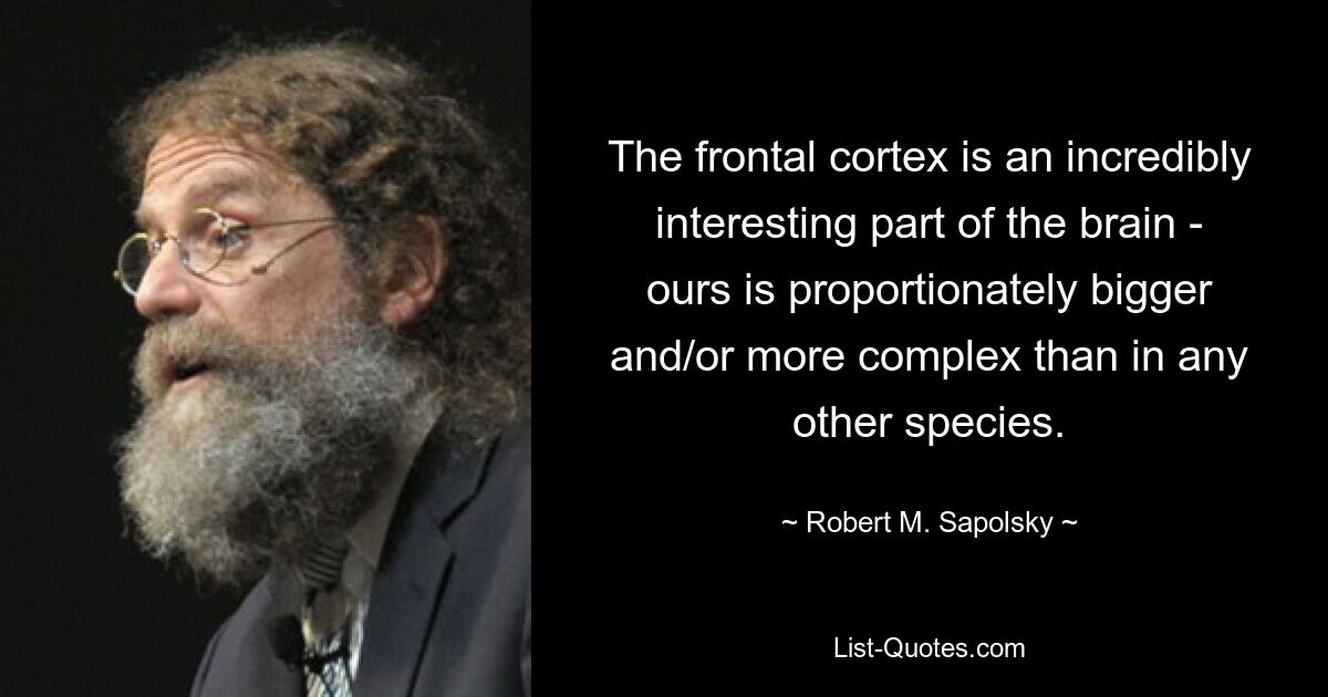 The frontal cortex is an incredibly interesting part of the brain - ours is proportionately bigger and/or more complex than in any other species. — © Robert M. Sapolsky