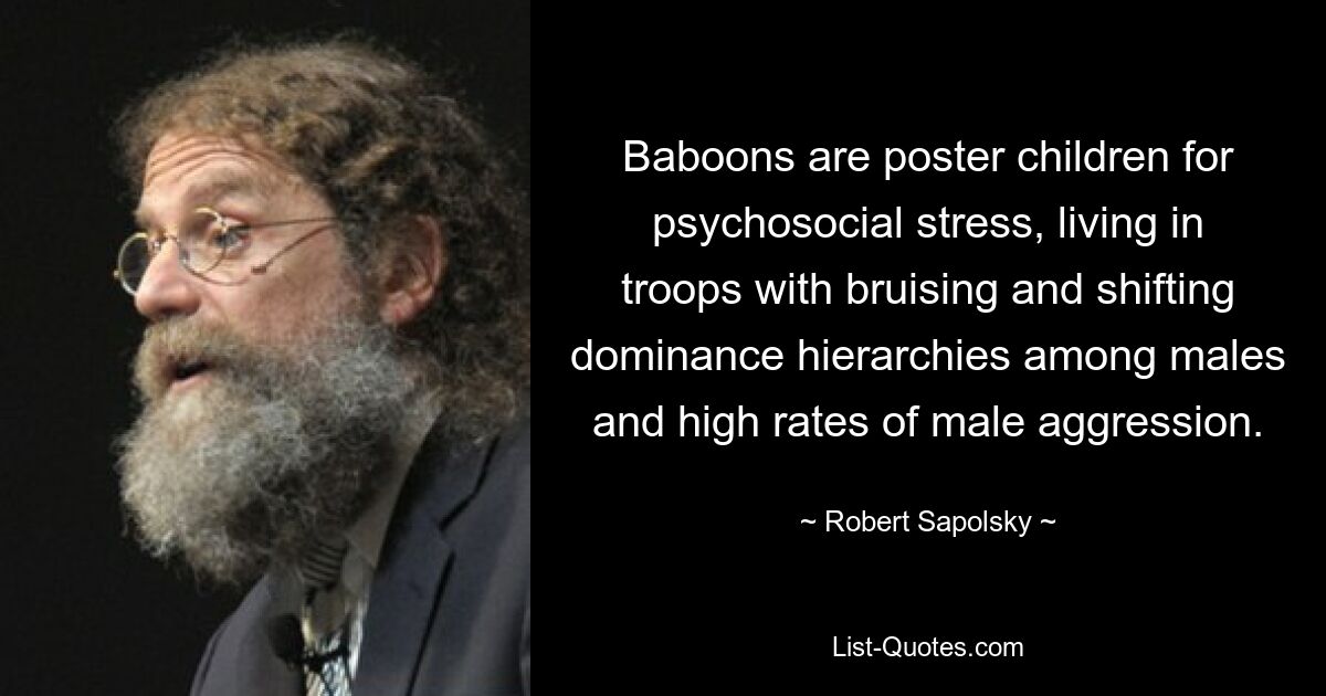 Paviane sind Musterbeispiele für psychosozialen Stress. Sie leben in Gruppen mit ständig wechselnden Dominanzhierarchien unter den Männchen und weisen ein hohes Maß an männlicher Aggression auf. — © Robert Sapolsky 