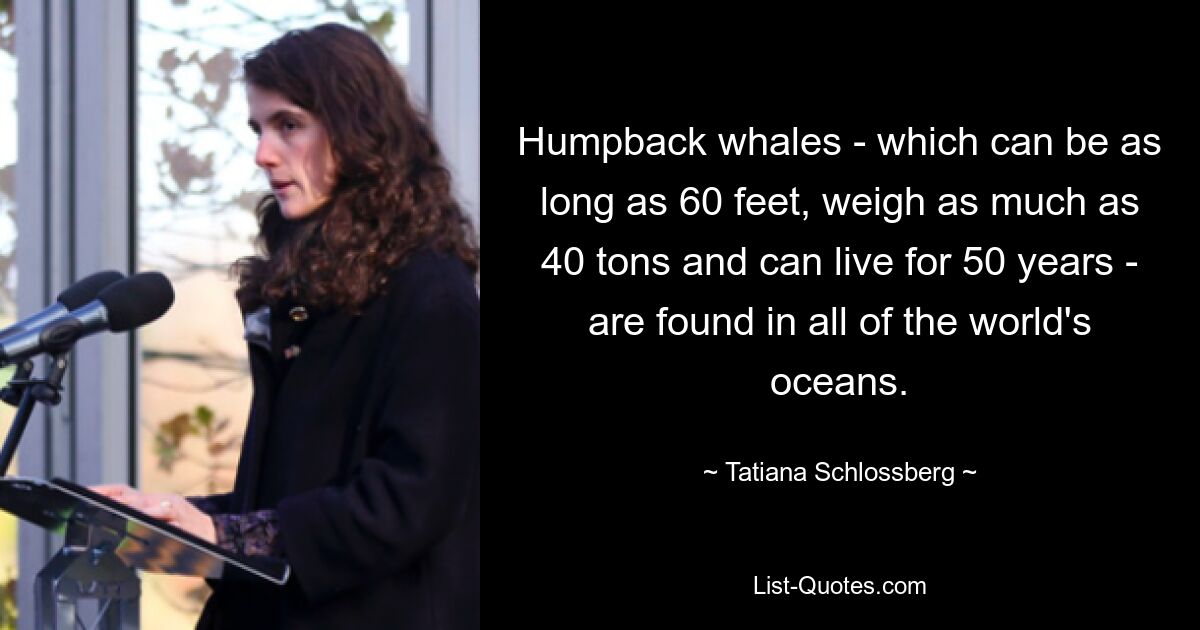 Humpback whales - which can be as long as 60 feet, weigh as much as 40 tons and can live for 50 years - are found in all of the world's oceans. — © Tatiana Schlossberg