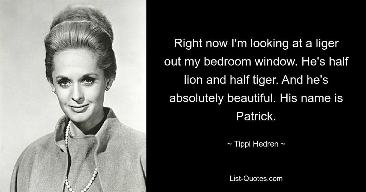 Right now I'm looking at a liger out my bedroom window. He's half lion and half tiger. And he's absolutely beautiful. His name is Patrick. — © Tippi Hedren