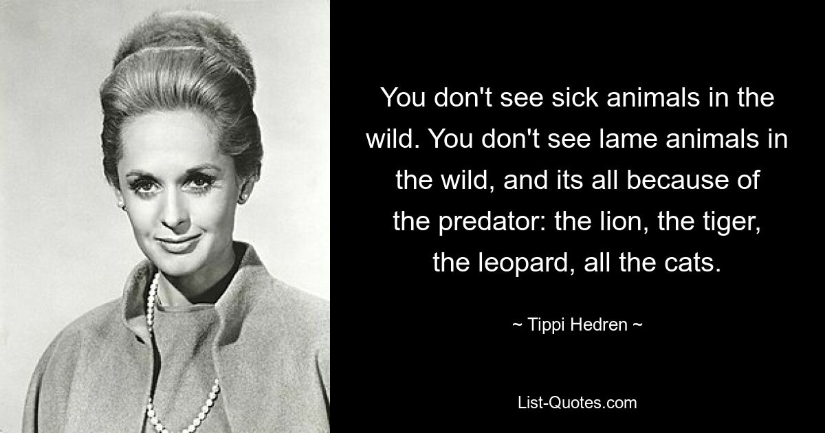 You don't see sick animals in the wild. You don't see lame animals in the wild, and its all because of the predator: the lion, the tiger, the leopard, all the cats. — © Tippi Hedren