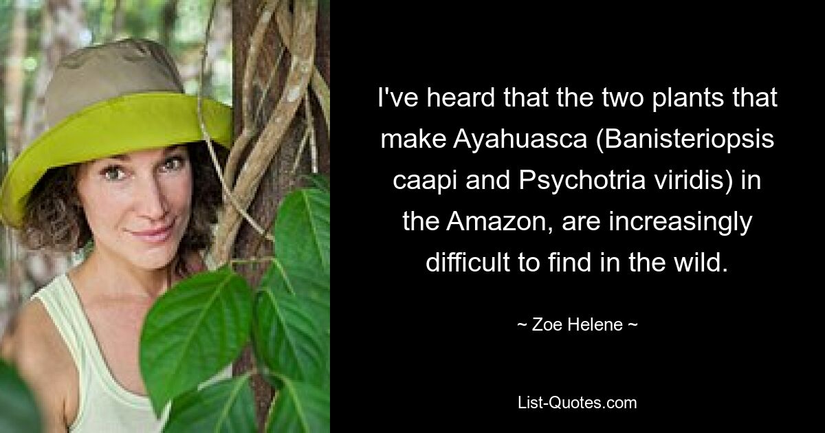 I've heard that the two plants that make Ayahuasca (Banisteriopsis caapi and Psychotria viridis) in the Amazon, are increasingly difficult to find in the wild. — © Zoe Helene